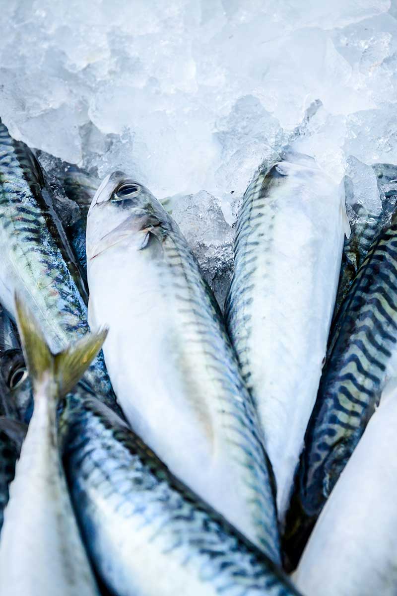 Fish Fish