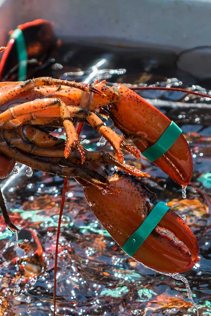 Lobsters Lobsters